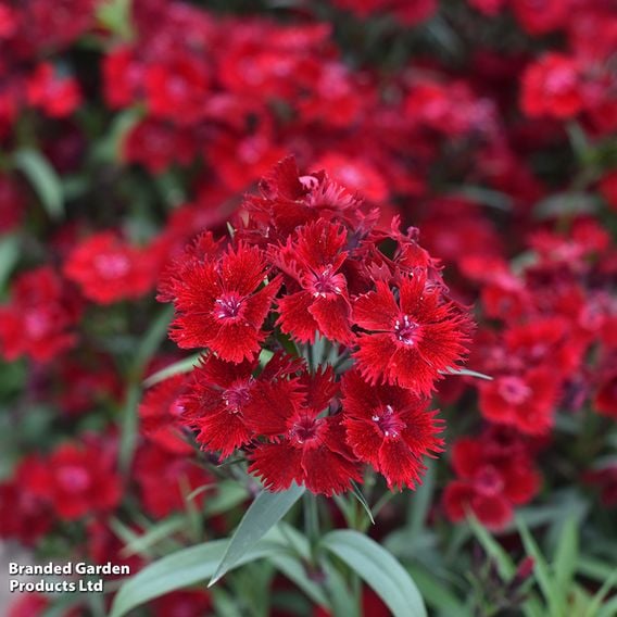 Dianthus barbatus 'Rockin' Red'