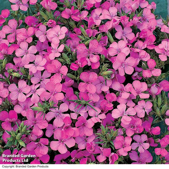 Dianthus 'Russian Skies'