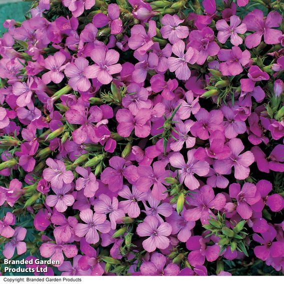 Dianthus 'Russian Skies'