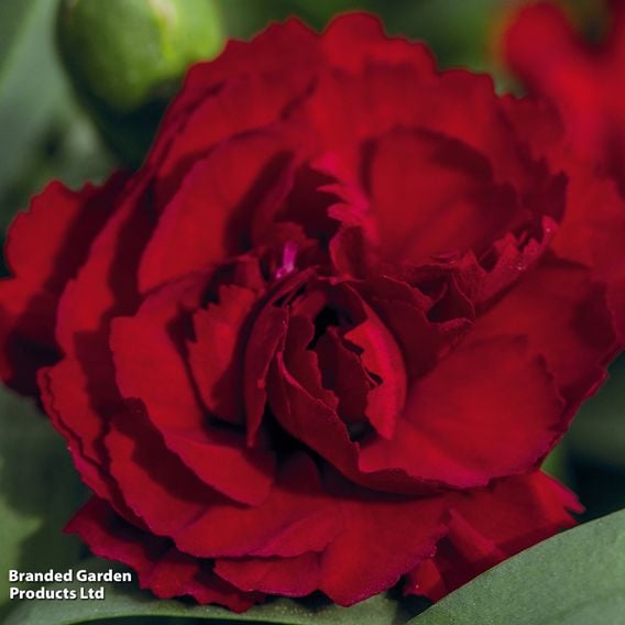 Dianthus 'Sweet Pleasure Collection'