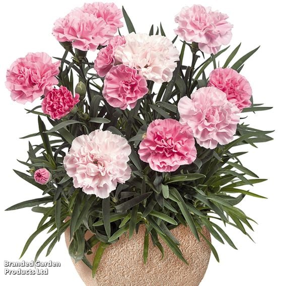 Dianthus 'Sweet Pleasure Collection'