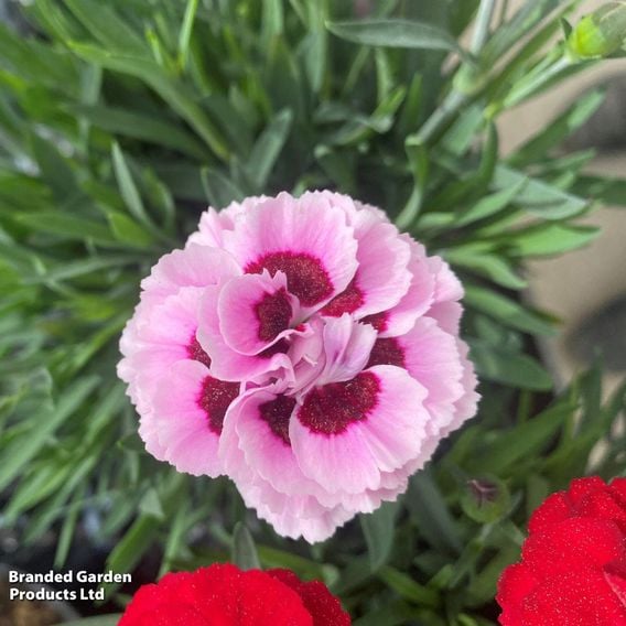 Dianthus 'Sweet Pleasure Collection'