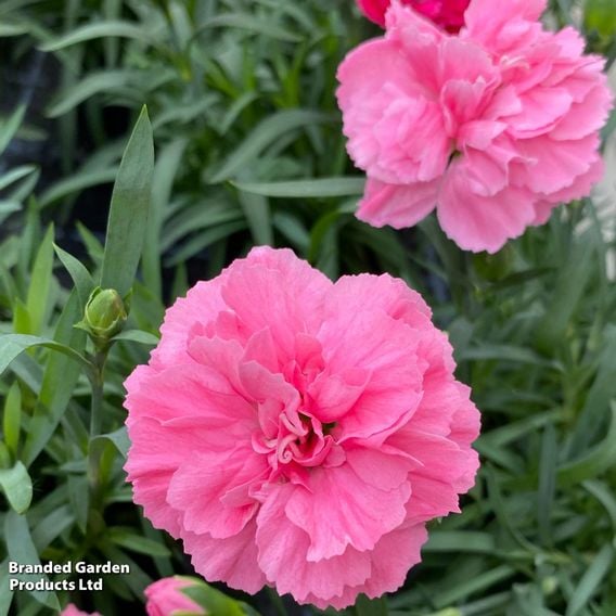 Dianthus 'Sweet Pleasure Collection'