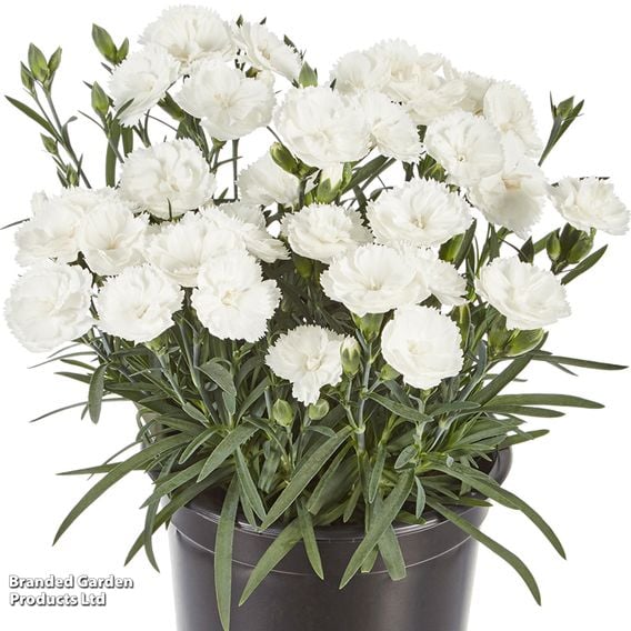 Dianthus 'Sweet Pleasure Collection'