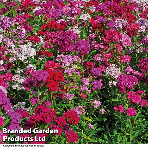 Dianthus barbatus 'Sweet Mixed'