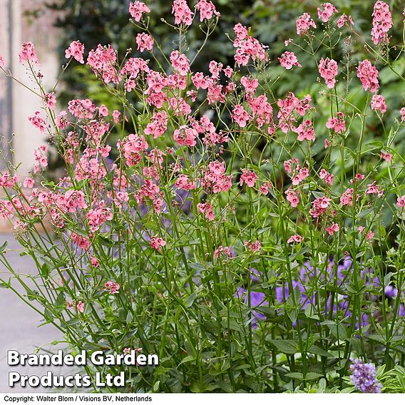 Diascia personata 'Hopleys'