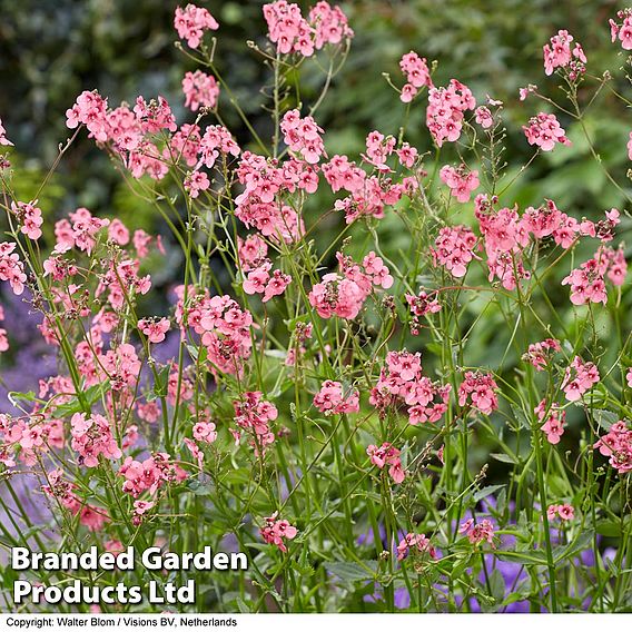 Diascia personata 'Hopleys'