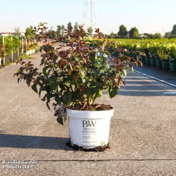 Diervilla rivularis 'Kodiak Black'