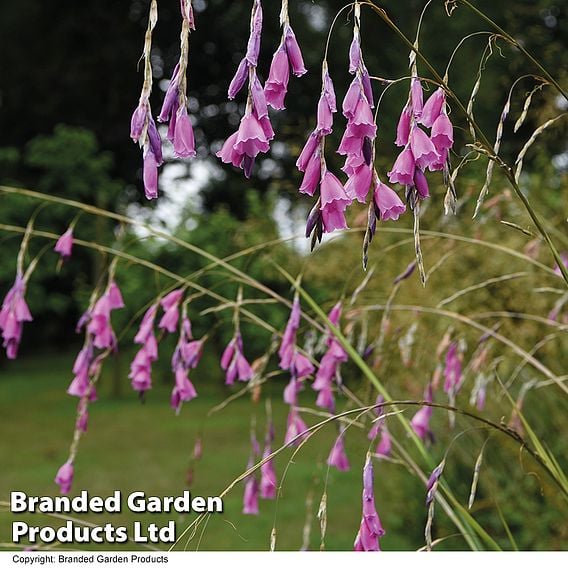 Dierama pulcherrimum