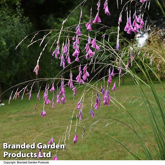 Dierama pulcherrimum
