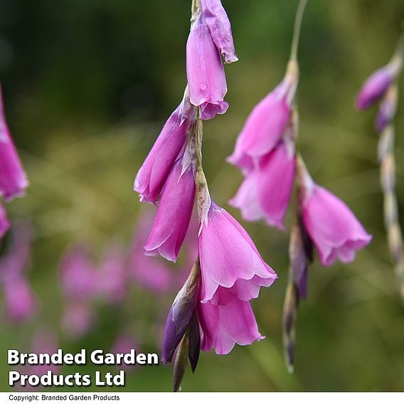 Dierama pulcherrimum