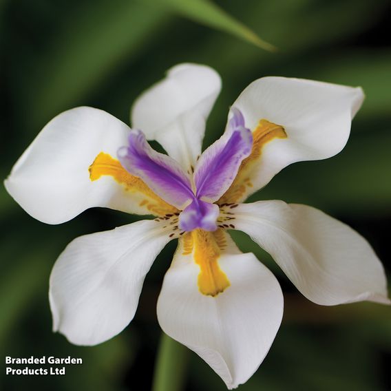 Dietes grandiflora - Seeds