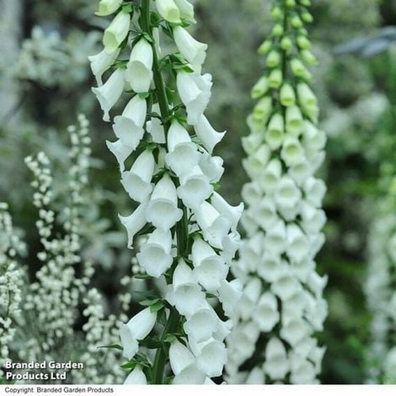 Fabulous Foxglove Collection