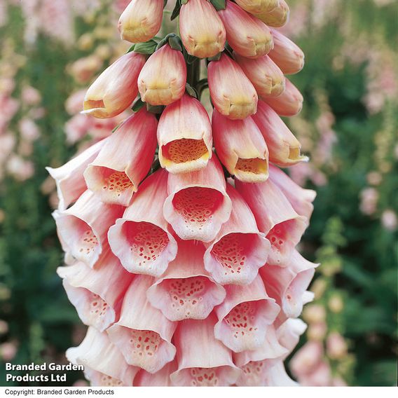 Digitalis 'Suttons Apricot' - Seeds