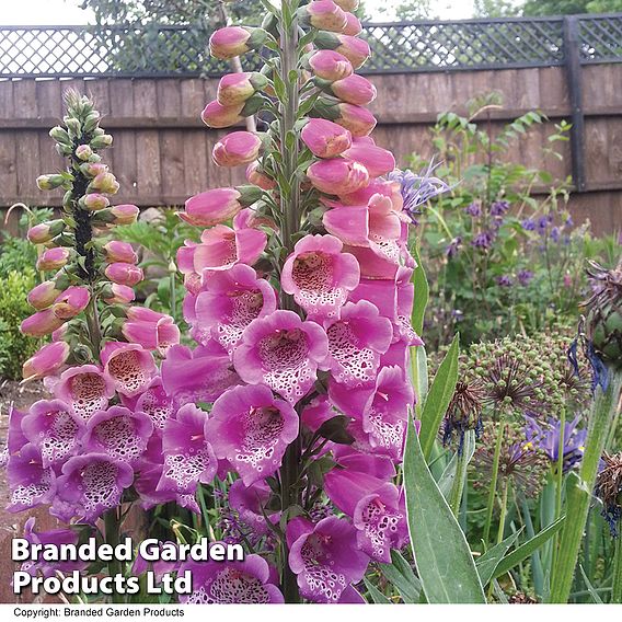Foxglove 'Camelot Rose'
