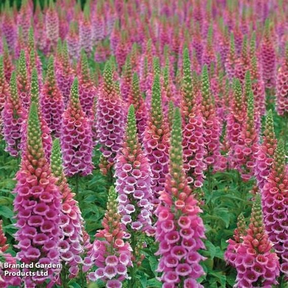 Fabulous Foxglove Collection