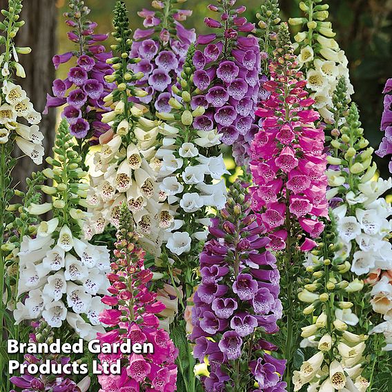 Foxglove 'Dalmatian Mixed'