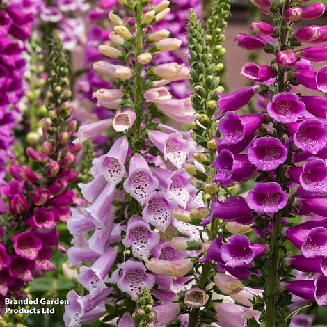 Perfect Perennial Collection