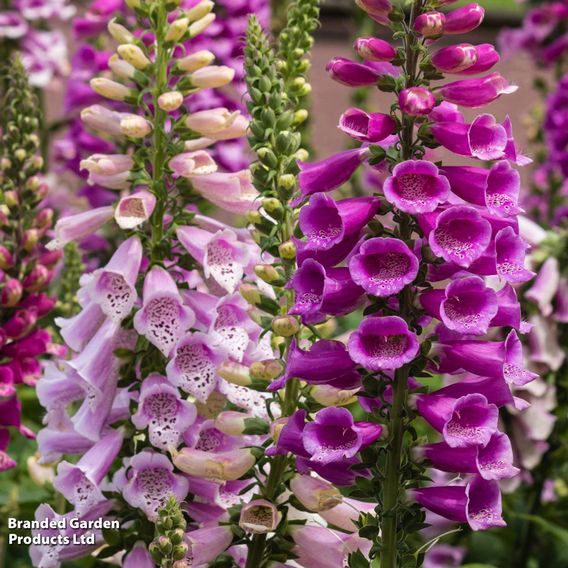 Perfect Perennial Collection
