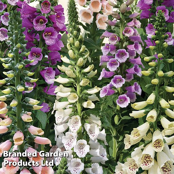 Foxglove 'Dalmatian Mixed'