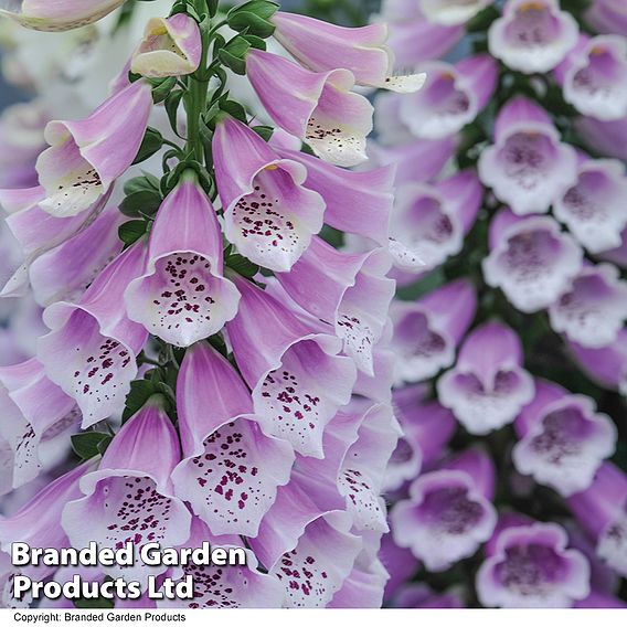 Digitalis 'Dalmation Rose'