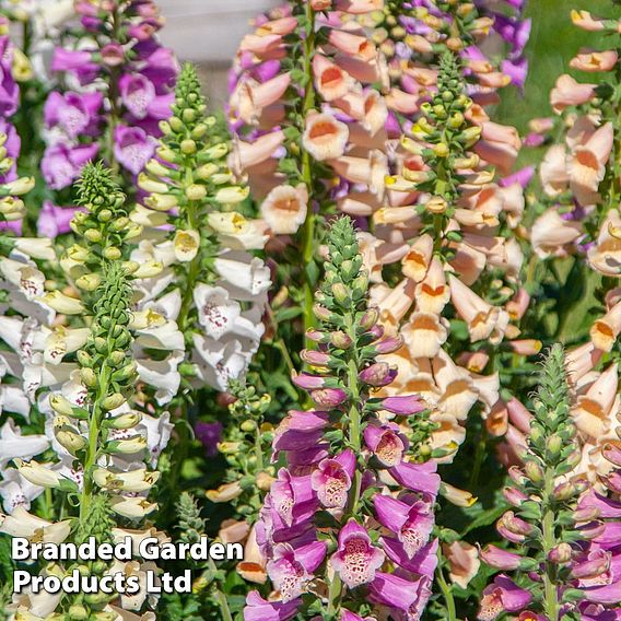 Digitalis 'Speckled Spires Mix' - Seeds