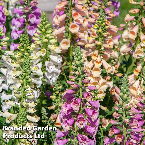 Foxglove 'Dottie Mix' - Seeds