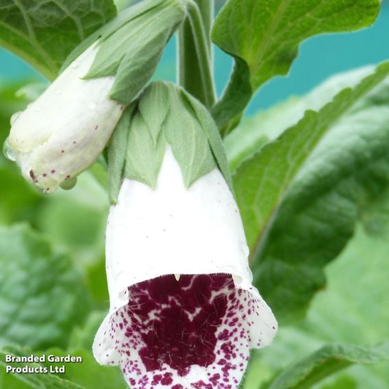 Foxglove 'Elsie Kelsey'