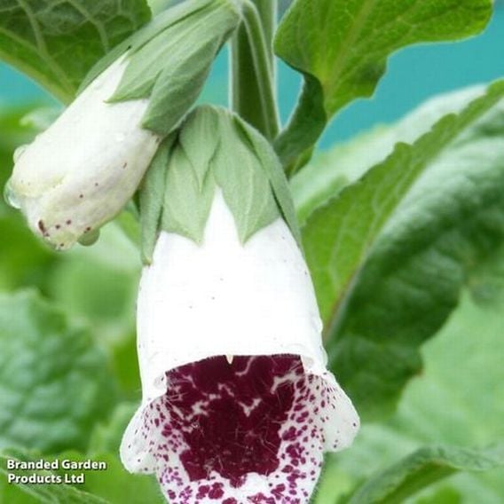Fabulous Foxglove Collection