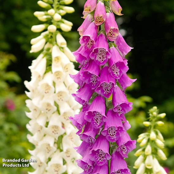 Foxglove 'Excelsior Hybrids'