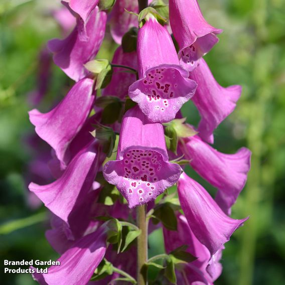 Foxglove 'Excelsior Hybrids'
