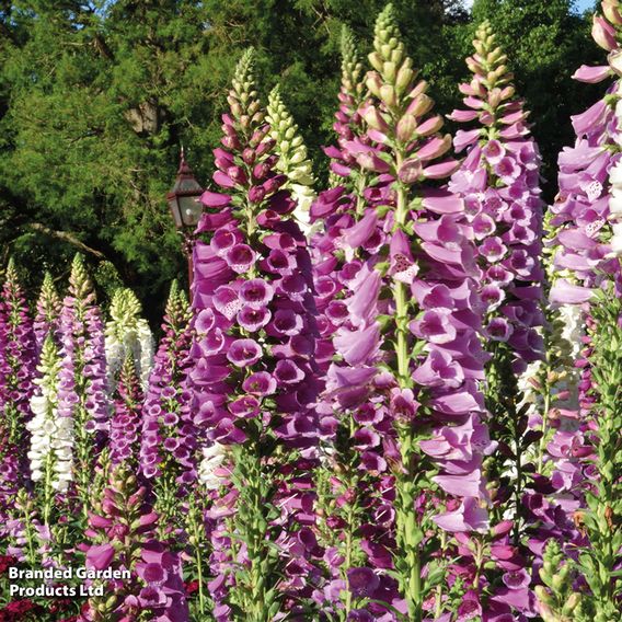 Foxglove 'Excelsior Hybrids'