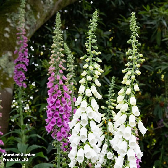Foxglove 'Excelsior Hybrids'