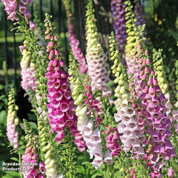 Foxglove 'Excelsior Hybrids'
