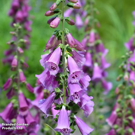 Foxglove 'Excelsior Hybrids'