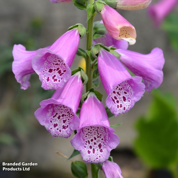 Foxglove 'Excelsior Hybrids'