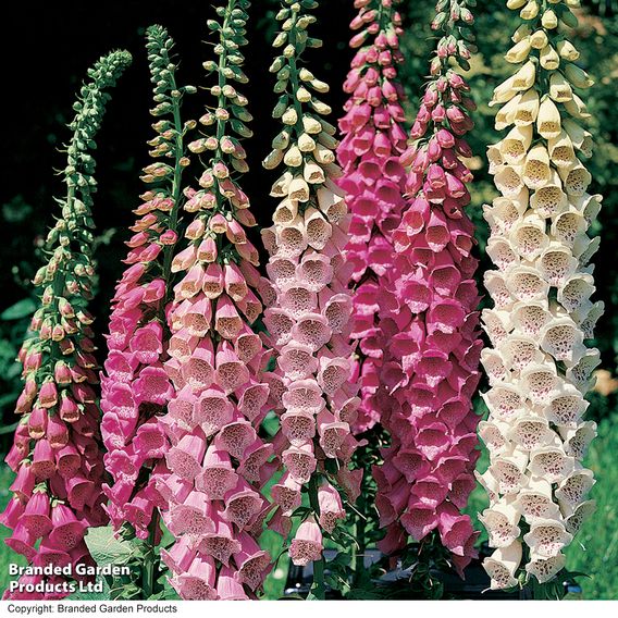 Foxglove 'Excelsior Hybrids'