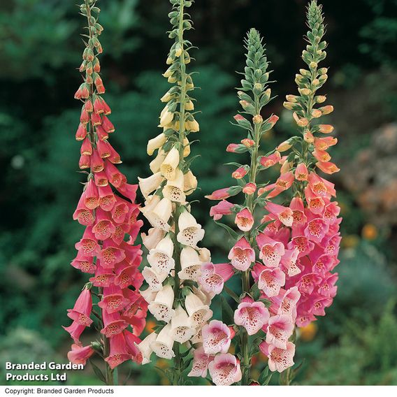 Foxglove 'Excelsior Hybrids'