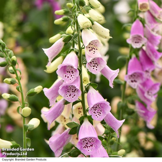 Foxglove 'Foxy'