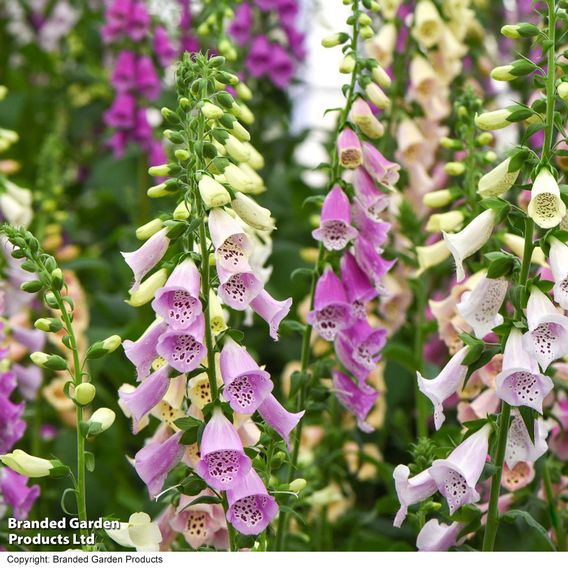 Foxglove 'Foxy'