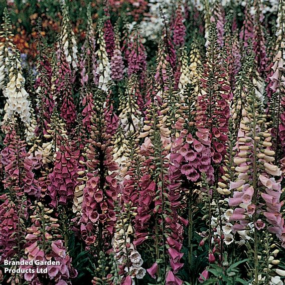 Foxglove 'Foxy'