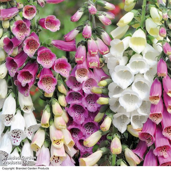 Foxglove 'Foxy'