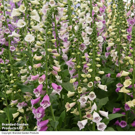 Foxglove 'Foxy'