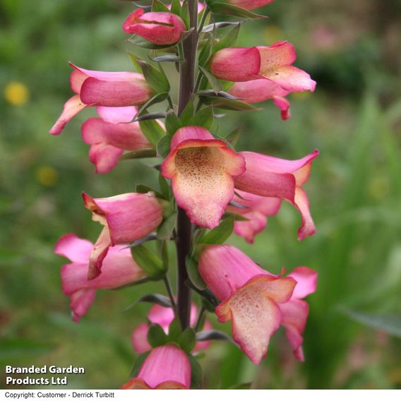 Foxglove 'Illumination Flame'