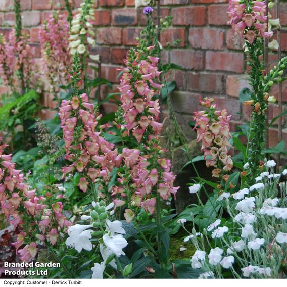 Foxglove 'Illumination Flame'
