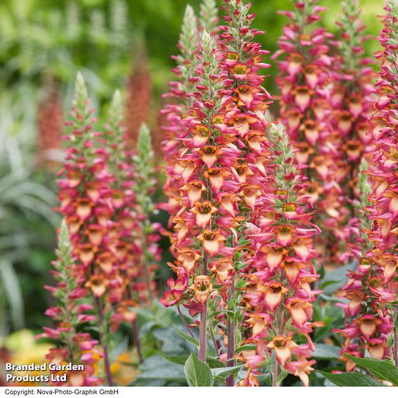 Foxglove 'Illumination Flame'
