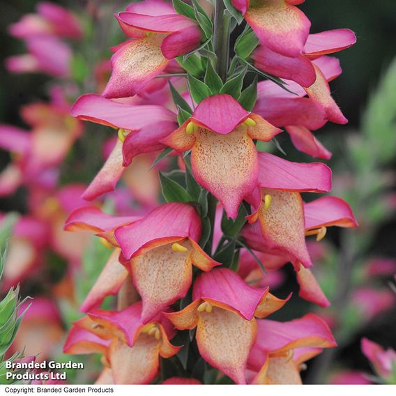 Foxglove 'Illumination Flame'