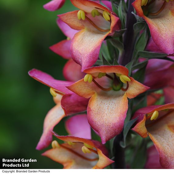 Foxglove 'Illumination Flame'