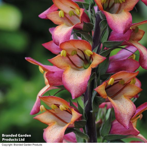 Foxglove 'Illumination Flame'