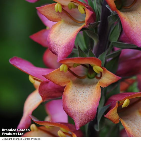 Foxglove 'Illumination Flame'